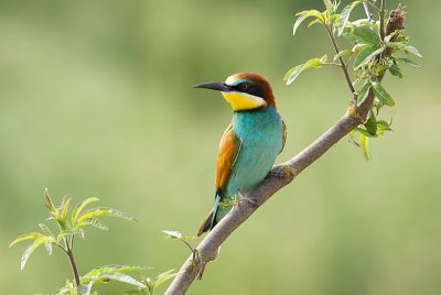 Bijeneter (European Bee-eater)