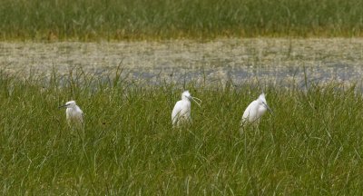 Kleine Zilverreigers (Little Egrets)