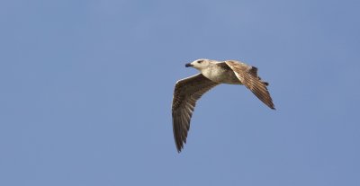 Geelpootmeeuw (Yellow-legged Gull)