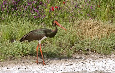 Zwarte Ooievaar (Black Stork)