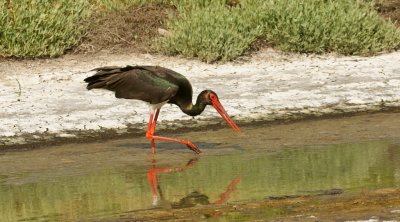 Zwarte Ooievaar (Black Stork)