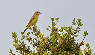 Zwartkopgors (Black-headed Bunting)