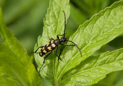 Vierbandsmalbok (Leptura quadrifasciata) - Longhorn Beetle