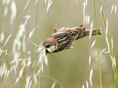 Spaanse Mus (Spanish Sparrow)