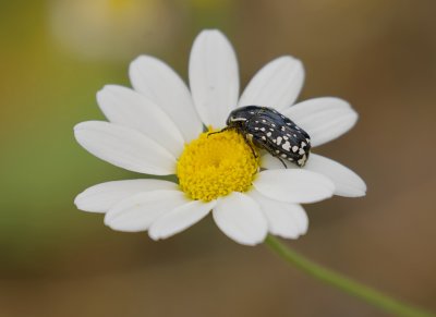 Witte Gevlekte Rozenkever (Oxythyrea funesta) - White Spotted Rose Beetle