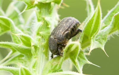 Zwartlijf sp. (Tenebrionidae sp.) - Darkling beetle sp.