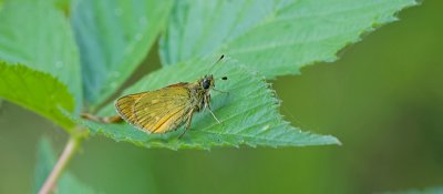 Groot Dikkopje (Ochlodes sylvanus) - Large Skipper