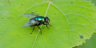 Groene Vleesvlieg (Lucilia sericata; syn.: Phaenicia sericata) - Common Green Bottle Fly