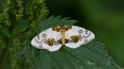 Porseleinvlinder (Abraxas sylvata, syn. Calospilos sylvata) - Clouded Magpie