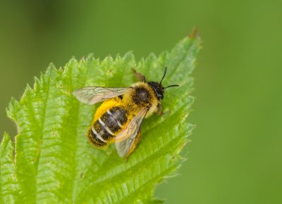 Zandbij (Andrena sp.) - Mining Bee