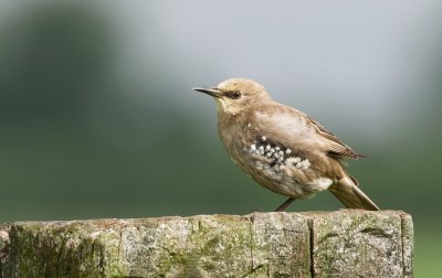 Spreeuw (Common Starling)