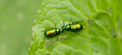 Groene Zuringhaantje (Gastrophysa viridula) - Green Dock Beetle 