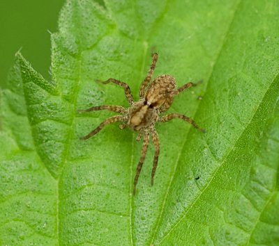 Kraamwebspin sp. (Pisauridae) - Nursery Web Spider sp.