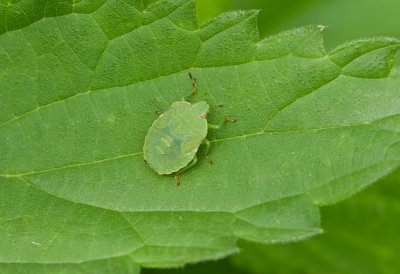 Groene Schildwants (Palomena prasina) - Green Shield Bug