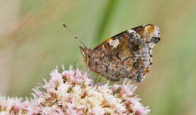 Atalanta (Vanessa atalanta) - Red admiral