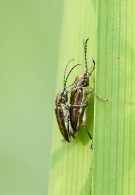 Rietkever (Donacia sp.)