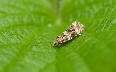 Brandnetelbladroller (Celypha lacunana) - Dark Strawberry Tortrix