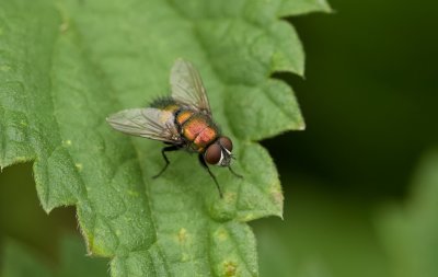 Groene Vleesvlieg (Lucilia sericata; syn.: Phaenicia sericata) - Common Green Bottle Fly