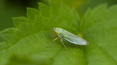 Groene Rietcicade (Cicadella viridis) - Green Leafhopper