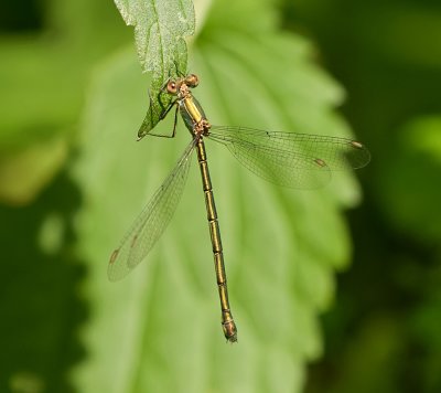 Houtpantserjuffer (Chalcolestes viridis) - Willow emerald damselfly