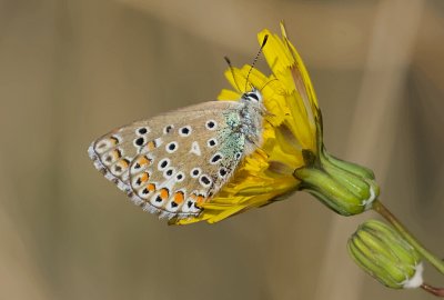 Adonisblauwtje (Lysandra bellargus) - Adonis Blue)