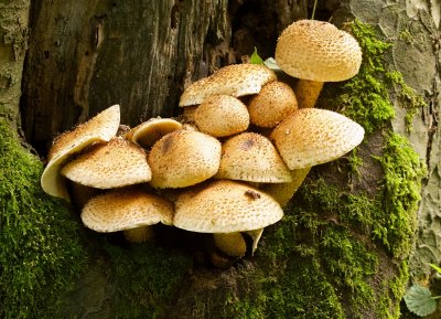 Schubbige Bundelzwam (Pholiota squarrosa)