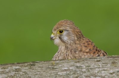 Torenvalk (Common Kestrel)