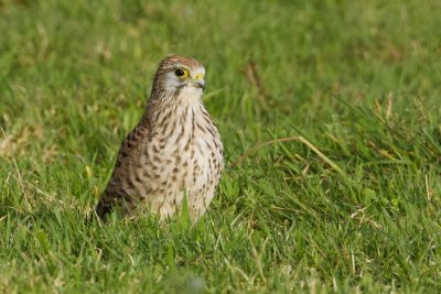 Torenvalk (Common Kestrel)