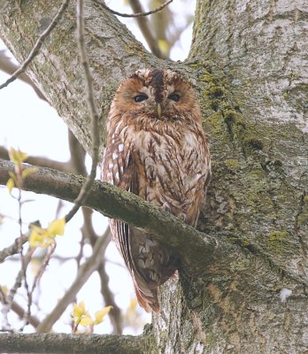 Bosuil (Tawny Owl)