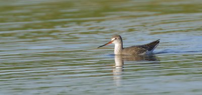 Zwarte Ruiter (Spotted Redshank)