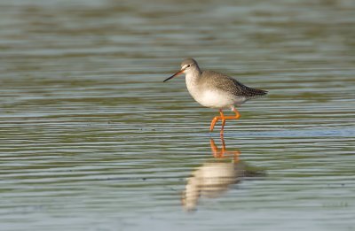 Zwarte Ruiter (Spotted Redshank)