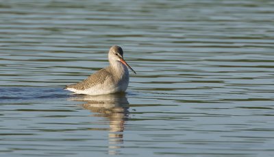 Zwarte Ruiter (Spotted Redshank)