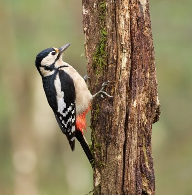 Grote Bonte Specht (Great Spotted Woodpecker)