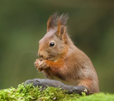 Eekhoorn (Red Squirrel)