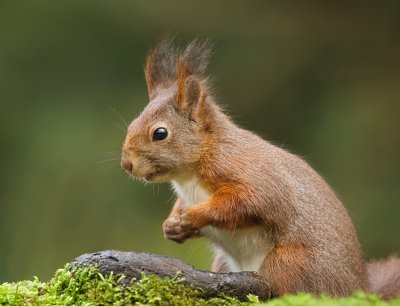 Eekhoorn (Red Squirrel)
