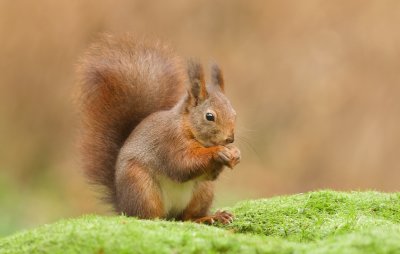 Eekhoorn (Red Squirrel)