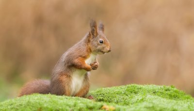 Eekhoorn (Red Squirrel)