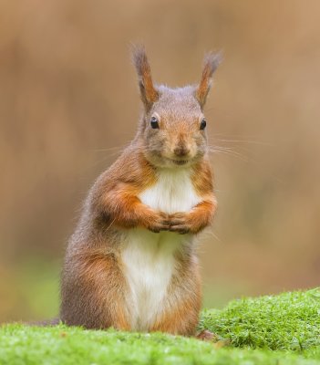 Eekhoorn (Red Squirrel)