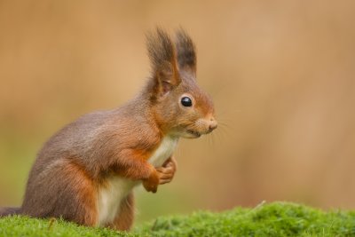 Eekhoorn (Red Squirrel)