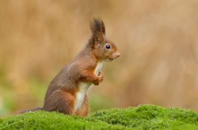 Eekhoorn (Red Squirrel)