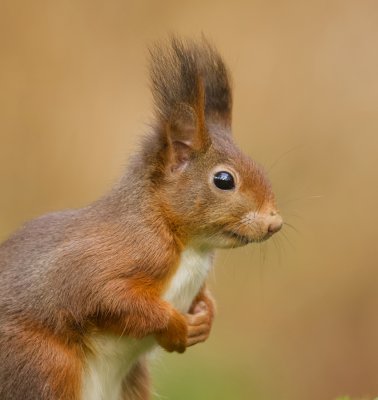 Eekhoorn (Red Squirrel)