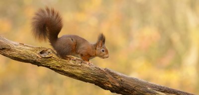 Eekhoorn (Red Squirrel)