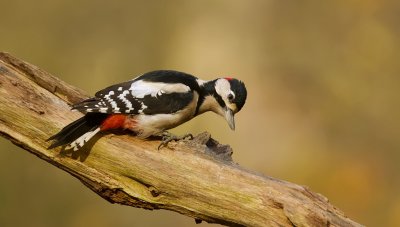 Grote Bonte Specht (Great Spotted Woodpecker)