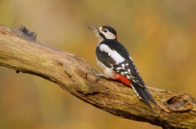 Grote Bonte Specht (Great Spotted Woodpecker)