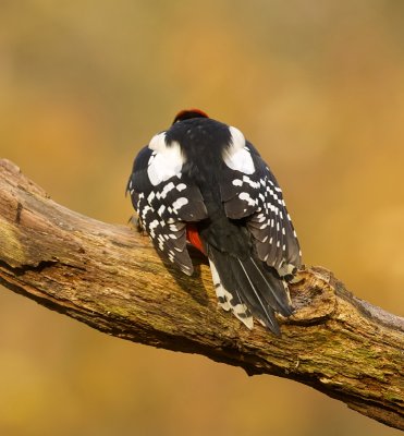 Grote Bonte Specht (Great Spotted Woodpecker)