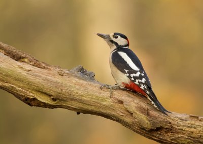 Grote Bonte Specht (Great Spotted Woodpecker)