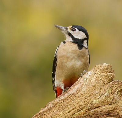 Grote Bonte Specht (Great Spotted Woodpecker)