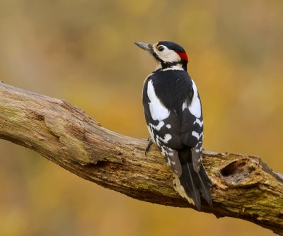 Grote Bonte Specht (Great Spotted Woodpecker)