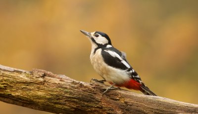 Grote Bonte Specht (Great Spotted Woodpecker)