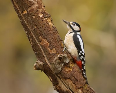 Grote Bonte Specht (Great Spotted Woodpecker)